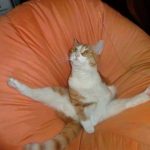 9265260-preview12-0205067001547553215-728-5d84ab56e0-1548231676