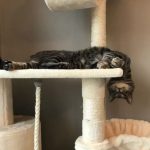 9265410-preview7-0269991001547553183-728-bc19a25b91-1548231676