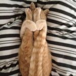 9265510-preview4-0787734001547553164-728-fec8dcb1e3-1548231676