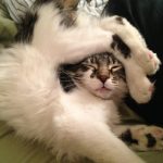 9265560-preview2-0597412001547553150-728-e6e658e5cf-1548231676