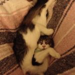 9265710-preview6-0304446001547553177-728-fb269c28e4-1548231676