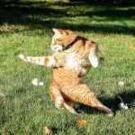 9266560-image-crop-493x480-1548069723-728-8c393e2403-1548231676