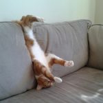 9266610-image-crop-720x684-1548069690-728-7902684839-1548231676