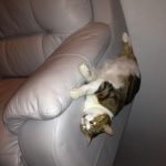 9266660-image-crop-652x576-1548058432-728-02ab699cf1-1548231676