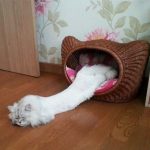 9266710-image-crop-555x494-1548069764-728-1011d0d5f4-1548231676