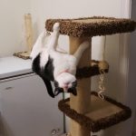 9266760-image-crop-1006x1235-1548058411-728-58fddc3ca6-1548231676