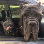 9278860-preview6-0110058001547741314-728-8162fff19c-1548239572