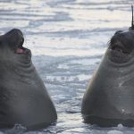 9279510-tD1E_GFx6nuoQdDxWDVMi0jXEcWnF64qXpvzxDUiKMI-1547821604-728-cbff596088-1548239572