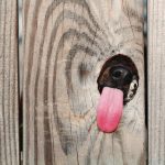 9280210-image-crop-743x599-1548156339-728-6e266e5189-1548239572