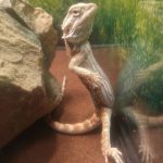 9280310-image-crop-691x760-1548156252-728-cf1483e702-1548239572