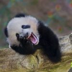 9280360-image-crop-490x412-1548156305-728-42aad66b99-1548239572