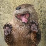 9280510-image-crop-580x498-1548156233-728-e4cb6d89b6-1548239572