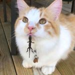 9280560-image-crop-1080x1198-1548156195-728-6ff868ad4c-1548239572