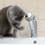 9291860-Gato2a-1547813346-728-2c254b9a3b-1548823248