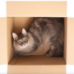 9291910-Gato3-1547474224-728-7c15fad049-1548823248