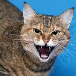 9292010-66507060-db45955d0e2d7b35c8e2695e14a9cf17cbbaf77f-728-1-1548655443-728-7c15fad049-1548823248