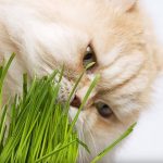 9292610-Gato7-1547474273-728-7c15fad049-1548823248