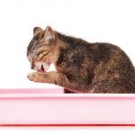 kitten sitting in cat litter box