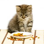 9293160-Gato9a-1547813952-728-aa09841b36-1548823248