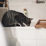 Curious tabby cat on edge of bath watching flowing water.