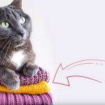 9293260-Gato11-1547474309-728-7c15fad049-1548823248