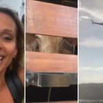 Após 5 dias no meio da lama, Luisa Mell e sua equipe resgatam bovino em Brumadinho-capa