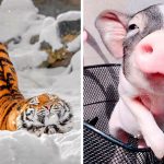 20 animais super fotogênicos que superam qualquer modelo profissional-capa