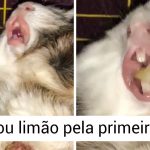 21 Animais que não precisaram fazer muito para surpreender todo mundo-capa