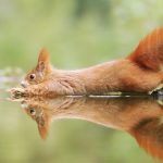 30 fotos adoráveis e divertidas da vida selvagem pelo premiado fotógrafo austríaco Julian Rad-capa