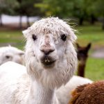 45778902782_40167ee07d_z