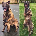 9226510-56328410-7ecaa5385cdb1b6012358f3ed35f850c02db6fb2-1500-1-1547630296-728-0d165e0d9f-1548633310