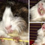 9226560-56328310-8e0f6cf594d39ae4de6df67b494be9fe4c8f95fd-1500-1-1547630282-728-c05a926c70-1548633310