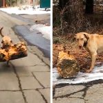 9226760-56328660-7152307048705007b1a1bebac1e2d58023c6f965-1500-1-1547630321-728-83213e0466-1548633310