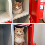 9226910-56328810-741cf2476d2206290e98f69ee8ffa0c4216dba58-1500-1-1547630338-728-d85a0ae37f-1548633310