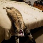 9227310-od4l9jd2ja921-1547041748-728-b5c9cfd7f1-1548633310