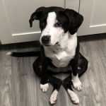 9227710-image-crop-1242x1482-1547047316-728-53a7ded675-1548633310