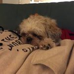 9227810-image-crop-640x579-1547049705-728-cd507d1ff0-1548633310