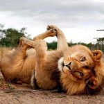 9417660-image-crop-852x608-1548319536-728-ef81c41f03-1548680375