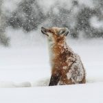 9417710-image-crop-956x870-1548319129-728-62d7043567-1548680375