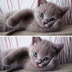 9417760-image-crop-522x543-1548249495-728-402944279d-1548680375