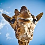 964105_576923945691593_1483061098_o