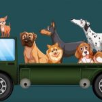 9701710-Mascota7-1548266346-728-5b730f1bac-1549747958