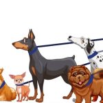 9701860-Mascota10-1548266402-728-5b730f1bac-1549747958