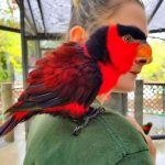 9807610-nobqt40ffv921-1549296248-728-f74be9fec1