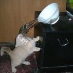 9808260-9x64xlkry4uy-1549296614-728-d9f11f546b-1549540808