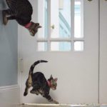 9808410-994gxfxribez-1549296124-728-3be0b6d8f9-1549540808