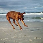 9808960-image-crop-565x553-1549452410-728-54bdfc6898-1549540808