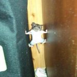 9809010-image-crop-581x637-1549452130-728-92756dec06-1549540808