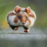 Cuteness-Overload-These-30-Wildlife-Photos-by-Austrian-Photographer-will-melt-your-heart-5c66081d5a969__880