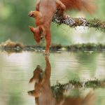 Cuteness-Overload-These-30-Wildlife-Photos-by-Austrian-Photographer-will-melt-your-heart-5c660828974a5__880